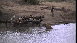 battle at Sabi Sand wild dogs VS hyena 2015