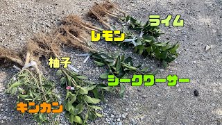 【農業】果樹園計画！苗木を植える