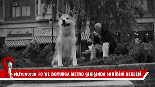10 yıl boyunca metro çıkışında sahibini bekleyen köpek Hachiko