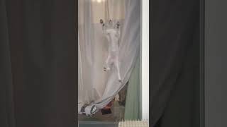 網戸を一番上まで登るスゴイ子猫 Spidercat  ＃shorts