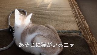 自分の影に反応する猫【おもしろ可愛いツンデレ猫に癒される】あそこに猫がいるニャ