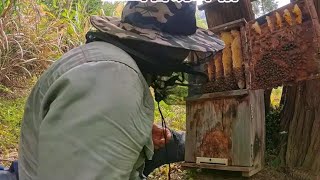 诱蜂箱蜂巢都没做满，大山里也没有蜜 诱蜂箱蜂巢都没做满