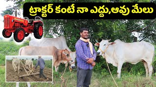 ట్రాక్టర్ కంటే నా ఎద్దు,ఆవు మేలు | Cow & Bull Is Better Than Tractor In Farming | Shiva Agri Clinic