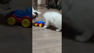 A little kitten found a toy for itself.#shorts 4k