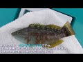 釣り動画ロマンを求めて 275釣目（湘南大堤防）