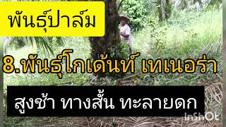 13 พันธุ์ปาล์มน้ำมัน..ไปรู้จักกัน !! (Palm species in Thailand)