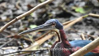 Birdwatching: Agami Heron