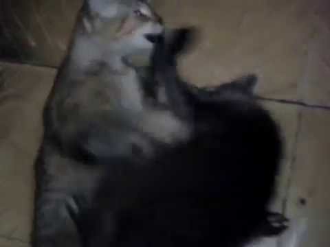 Baby raccoon vs cat Baby raccoon vs cat