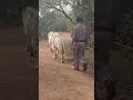 พวกเรากำลังเดินกับสิงโตสีขาว 2 ตัว we were walking with 2 white lions. safari wildlife