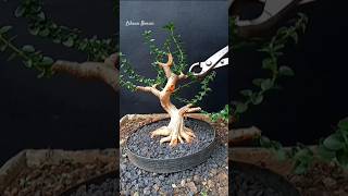 Proses Cutting Bahan Bonsai Sancang