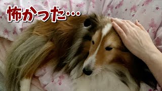 《シェルティ》シニア犬にはよくあることなのかな？