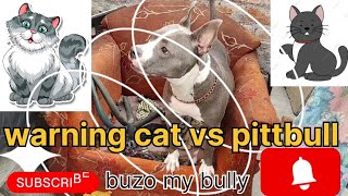 warning 😈 😈 cat vs pittbull #dog #cat #dog #pet#animals#viral#pet #viralvideo #youtubeshorts