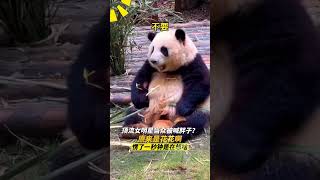 The panda Huahua was stunned by the tourist's call \