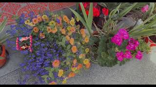 Colorful petunias flowers 💐