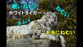 ねむい・ねむいホワイトタイガー【 ホワイトタイガー 】【 群馬サファリパーク 】