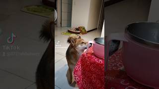 不放過任何食物~自己的食物不吃，專搶鏟屎官的🤣🤣🤣 #柴犬 #柴柴 #赤柴 #dog #狗狗 #萌宠 #吃貨 #funny #搞笑 #dogvideo