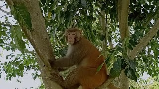 বান্দৰ আহক চাওঁ আমি monkey 🐒