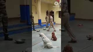 Funny animal episode #Dog #funny