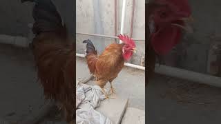 Adorable Rooster Crowing Sounds | Amazing Rooster Crowing Loudly | shorts🐓💕