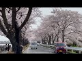 【2022年春　川越 8】伊佐沼の桜並木（埼玉県川越市 saitama city kawagoe japan）