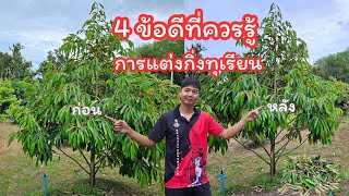 4 ข้อดี​การแต่งกิ่งทุเรียน​ ช่วยกระตุ้นให้ต้นทุเรียนแตกใบอ่อน​ ต้นทุเรียนโตไว​ ไม่เป็นโรค