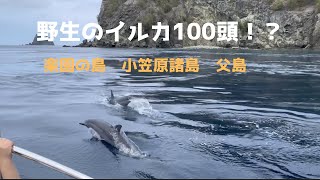 【奇跡】野生イルカのサブスク入ったっけ 小笠原 父島