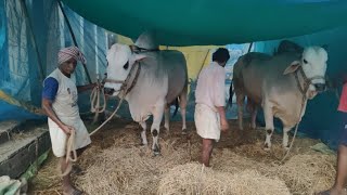 గురజాల సీనియర్ విభాగం గోటిక నాగిరెడ్డి జిల్లెల గ్రామం గోసుపాడు మండలం నంద్యాల జిల్లా.