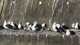 ♪鳥くん野鳥動画（Chiba,Japan)Thayer's Gull銚子・カナダカモメＡＤ羽繕い