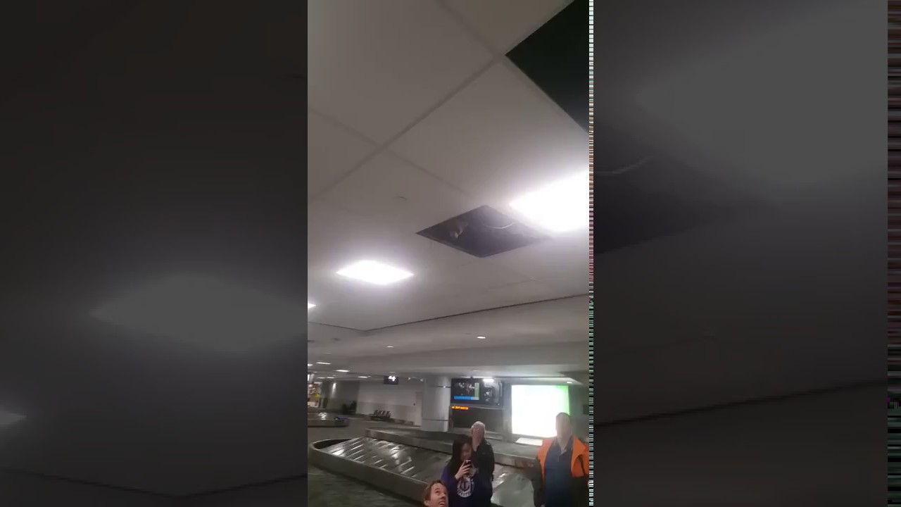 Raccoon Drops Down From Toronto Airport Ceiling To Say Whats Up ? - YouTube