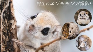 野生の『エゾモモンガ』写真を撮影してきました！北海道だけの超かわいい動物