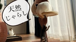 しっぽブンブン！子猫にイライラ？！子猫的には猫じゃらし♪後半はまった～り見てね〈保護猫〉～Kitten growth record～