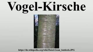 Vogel-Kirsche