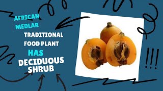 Medlar Fruit Facts, Health Benefits and Nutritional Value of Medlar Fruit