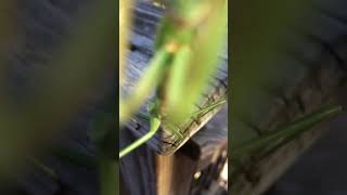 A mantis hug