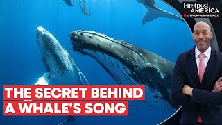 Whale Song Mystery Resolved, Scientists Reveal Deep Secrets | Firstpost America