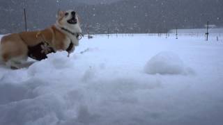 2014.01.11雪遊びを楽しむコーギー花さん（Hana-san）③