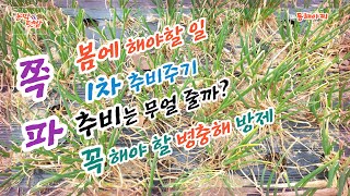 쪽파 1차 추비 주기와 꼭 해야 할 병충해 방제.Chives primary maintenance cycle and must-do pest control.