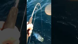 Tuna Fishing Madness #tunafishing #fishing