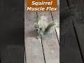 Squirrel Muscle Flex #shorts