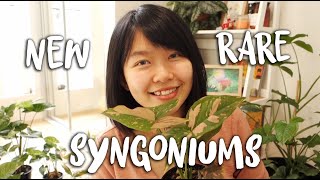 Update on my Syngonium collection!