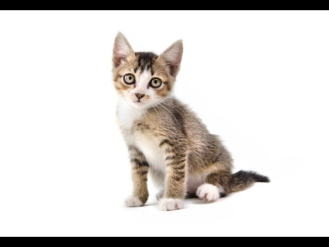 How to Take Care of a Stray Kitten - Kittens Rescued How to Take Care of a Stray Kitten - Kittens Rescued