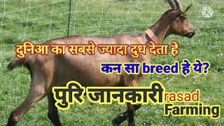 Alpine goat का पूरा जानकारीAll about alpine goat