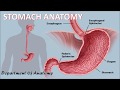 STOMACH ANATOMY