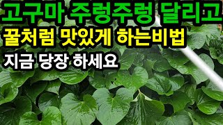 고구마 지금 꼭 이렇게 해야 주렁주렁 달리고 꿀 처럼 맛있습니다