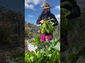 Harvest Lettuce #homegrown #vegetablegardening #gardenfresh #gardening #farming #homegardening #fyp