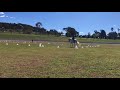 grandiloquent dressage at interschool state championships