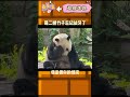 熊猫萌二的敬业精神拉满，竹子掰完了龇牙也得补一个 shorts 趣事 youtubeshorts 搞笑 熊猫