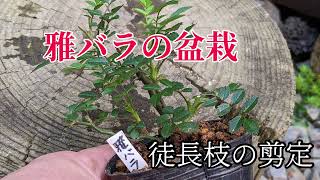 雅バラの盆栽　徒長枝の剪定　Bonsai pruning Miyabi Rose