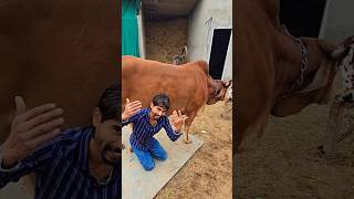 Jai gau Mata Jai shree Krishna 🙏 #trending #subscribe #viral #like #foryou #shorts #short #reels