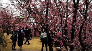 [台北櫻花景點] 三峽熊空櫻花園走在裡面宛如拍偶像劇好浪漫啊！櫻花粉必訪景點